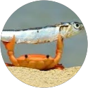 Venus Meyer profile picture